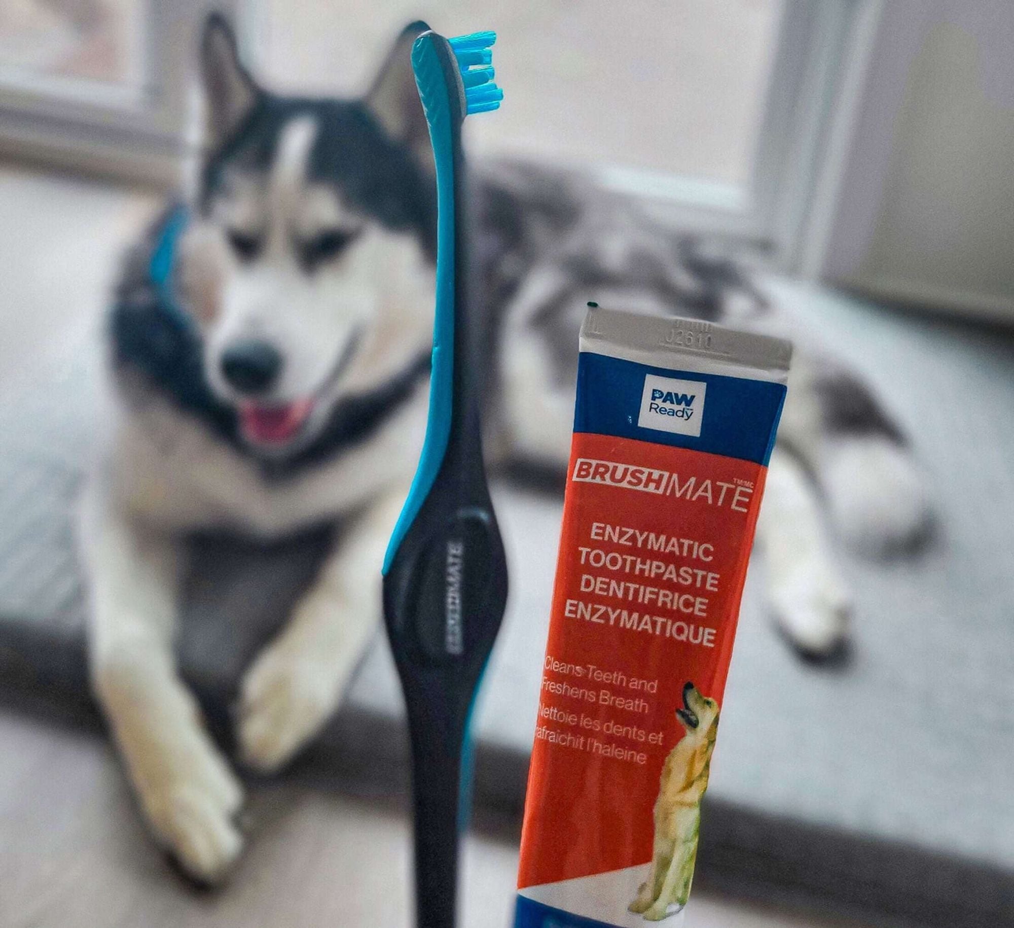 6 Pack BrushMate Pet Toothbrush - Dog Time Outlet