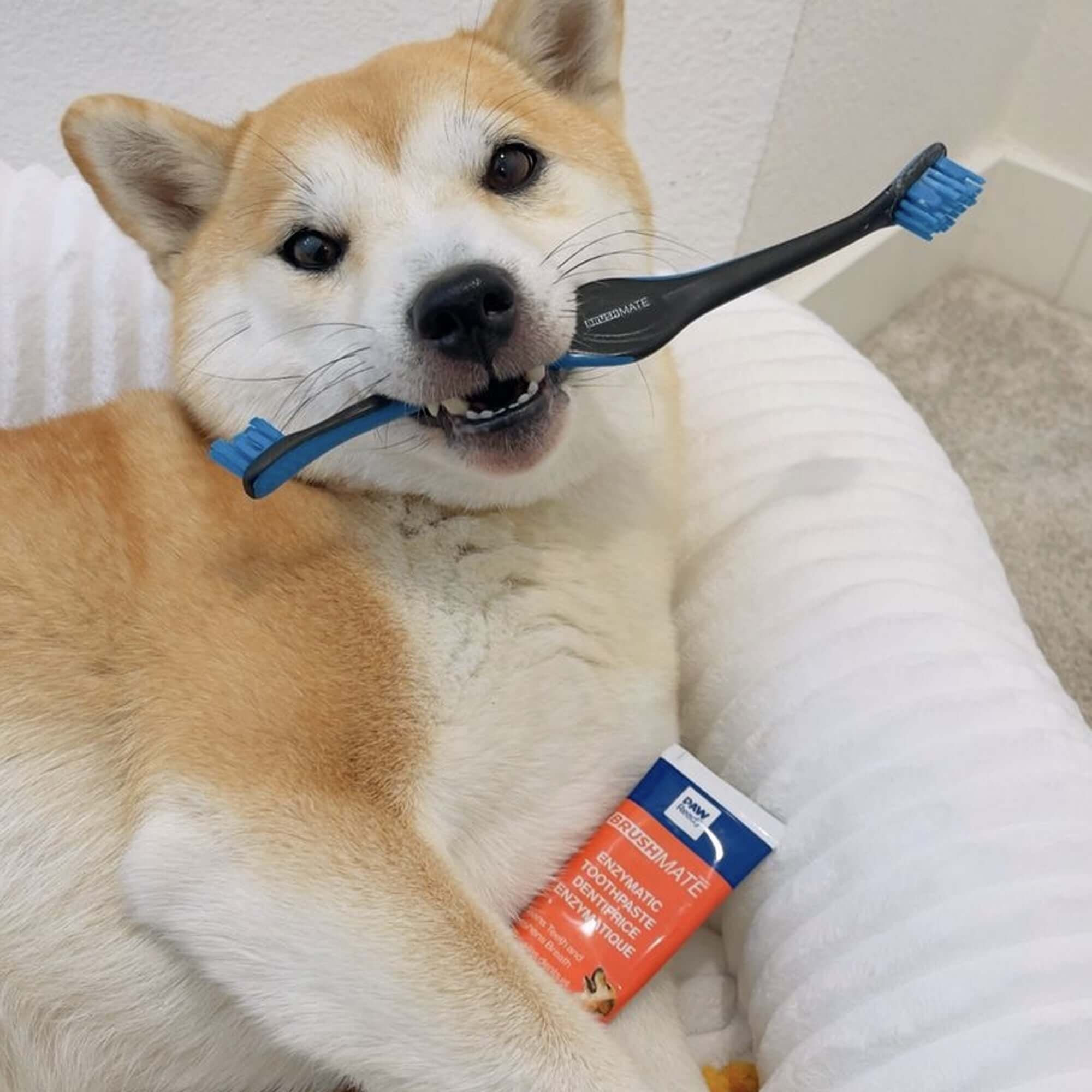 6 Pack BrushMate Pet Toothbrush - Dog Time Outlet