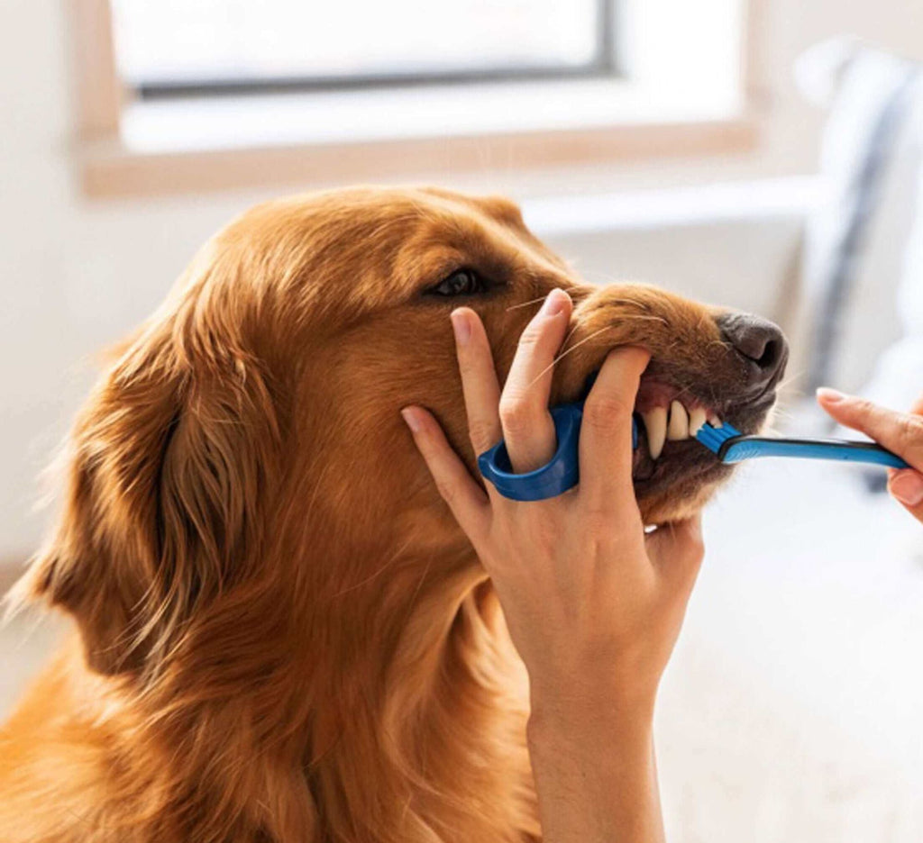 6 Pack BrushMate Pet Toothbrush - Dog Time Outlet