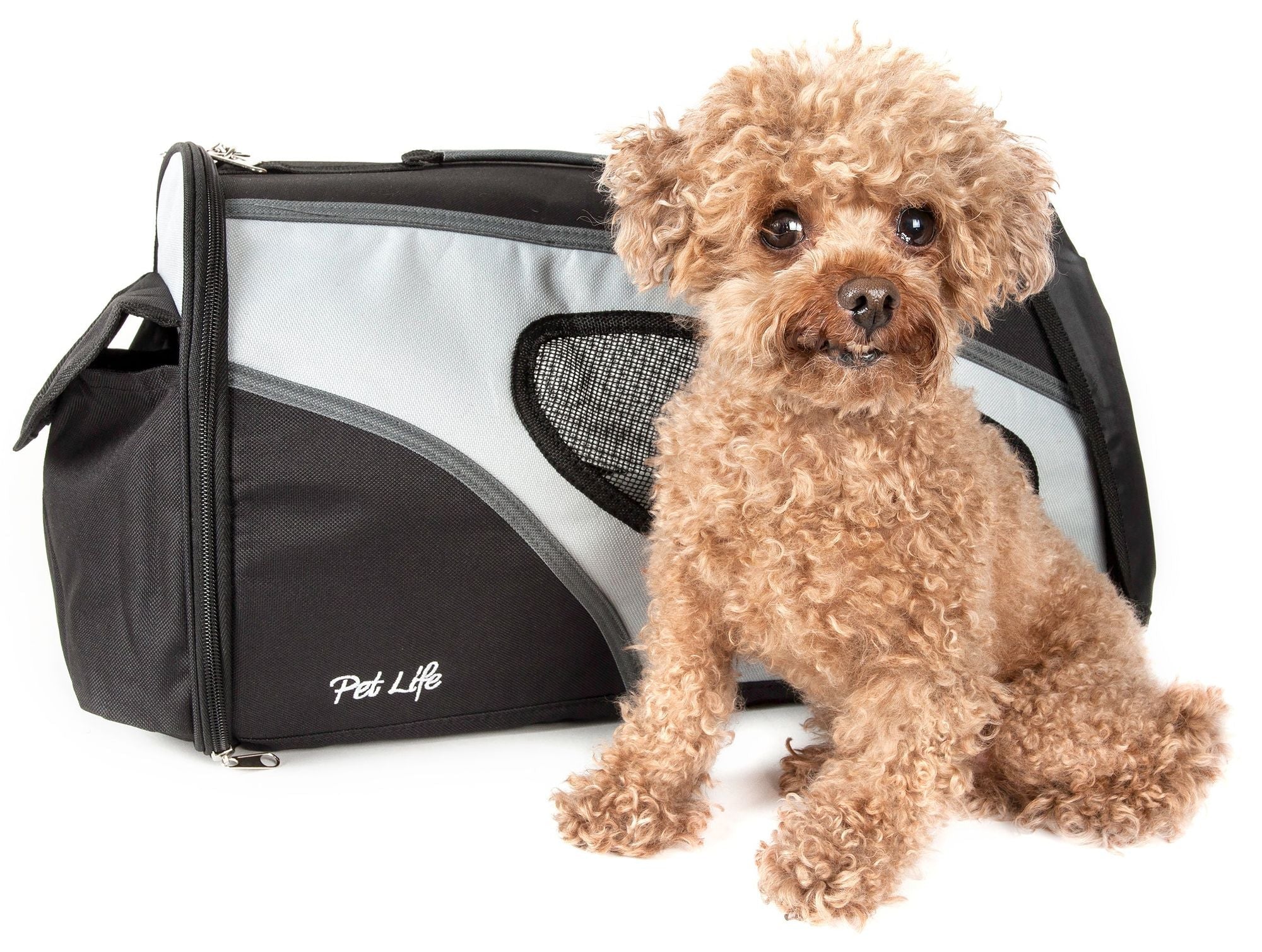 Airline Approved Phenom - Air Collapsible Pet Carrier - Dog Time Outlet