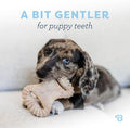 Benebone Puppy 2 Pack Dental Chew Dog Chew - Dog Time Outlet