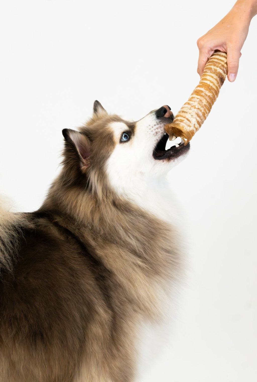 Bonez, Beef Trachea, 20 Sticks, 6 or 10 Inch - Dog Time Outlet
