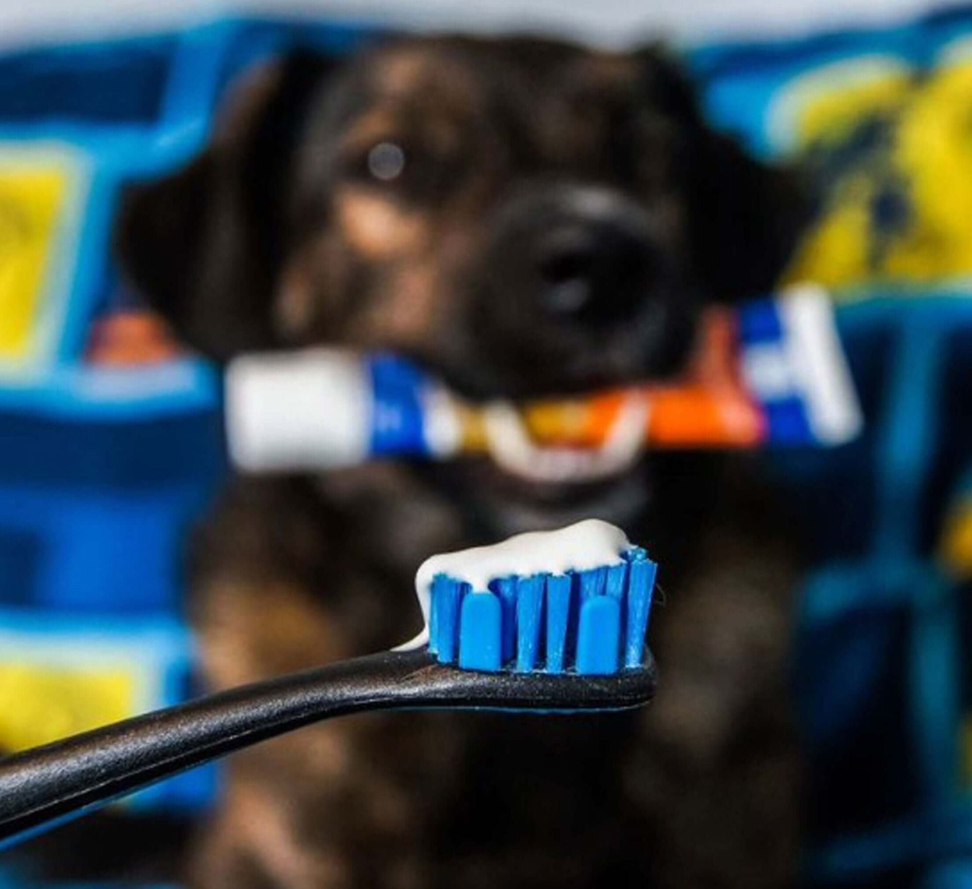 Combo BrushMate Pet Toothbrush & Medium BiteBlock - Dog Oral Care - Dog Time Outlet