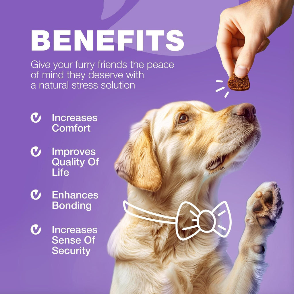 Dog Vitamins 15 in 1 Dog Multivitamin Chews with MSM for Hip & Joint Health Dog Supplement for Itchy Skin Relief Multivitamin for Dogs Immune Support with Enzymes Skin & Coat Mobility Support - Dog Time Outlet