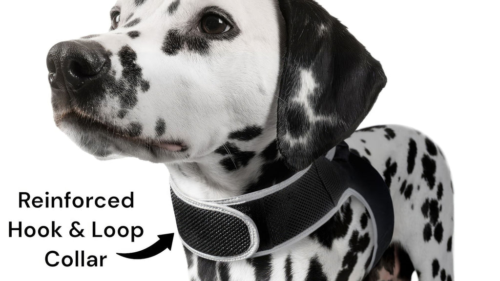 Get Realtime Pet Locations w/ Pet Tracker Mini Cat Dog GPS Tracking Collar Size:L - Dog Time Outlet