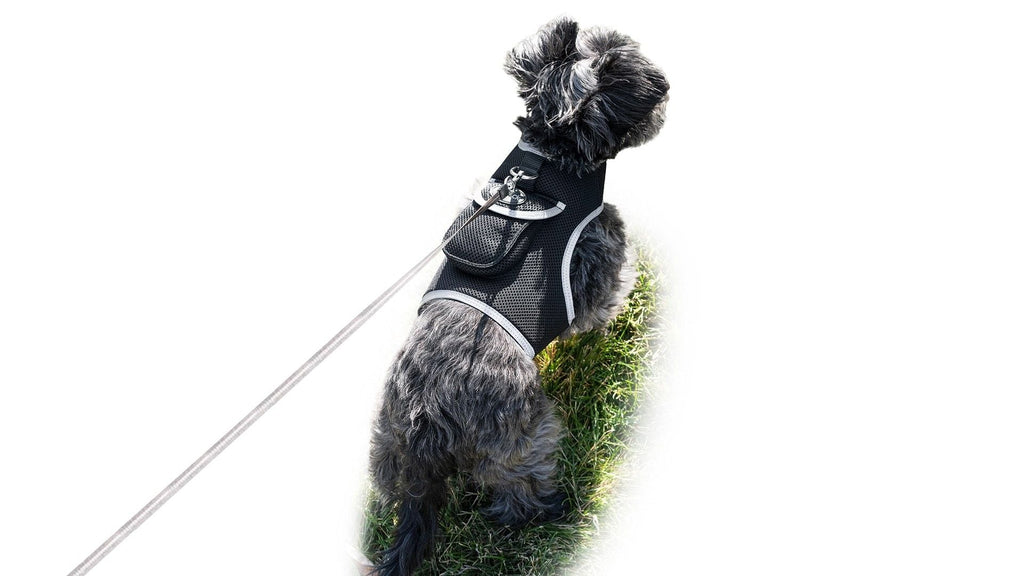 Get Realtime Pet Locations w/ Pet Tracker Mini Cat Dog GPS Tracking Collar Size:L - Dog Time Outlet