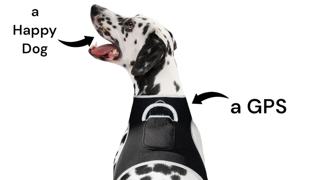 Get Realtime Pet Locations w/ Pet Tracker Mini Cat Dog GPS Tracking Collar Size:L - Dog Time Outlet