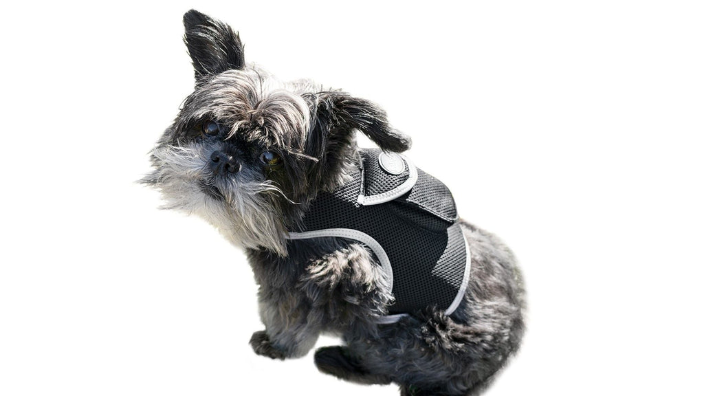 Get Realtime Pet Locations w/ Pet Tracker Mini Cat Dog GPS Tracking Collar Size:L - Dog Time Outlet