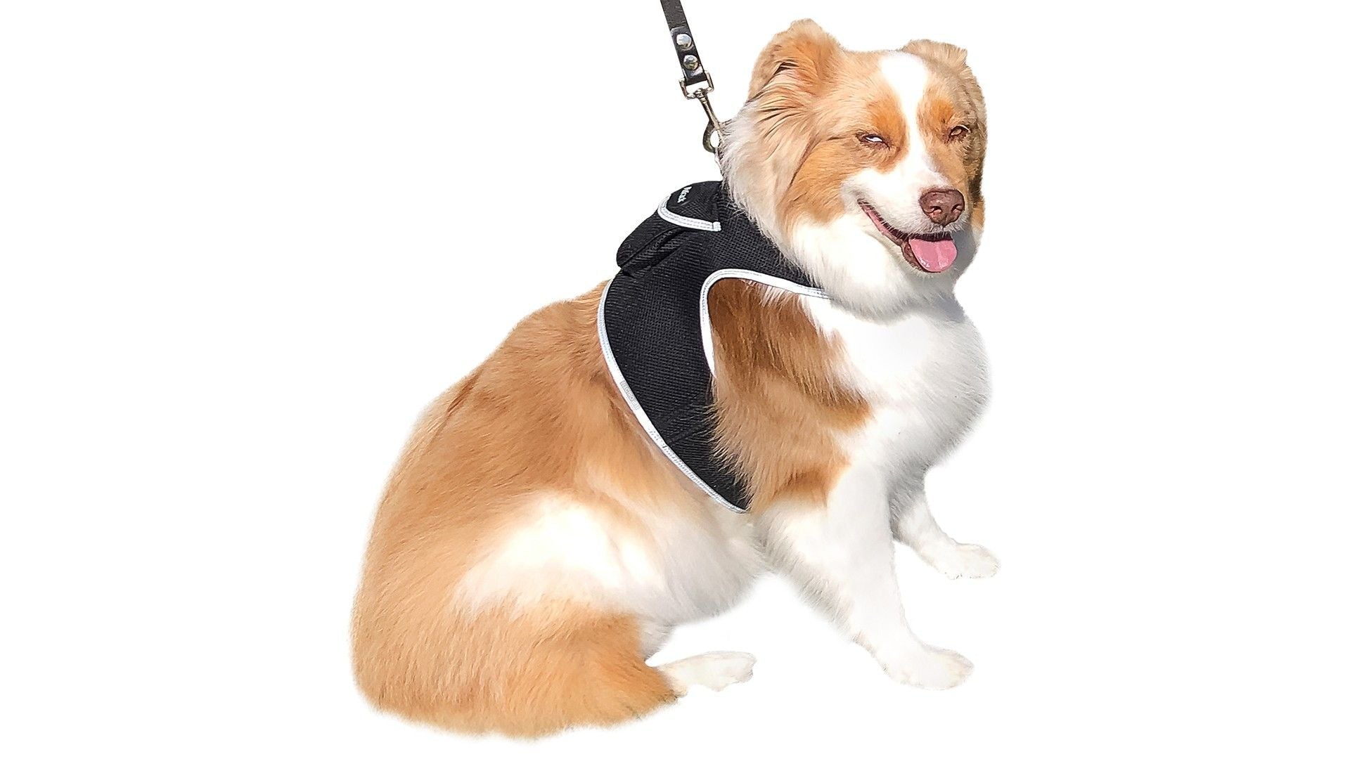 Get Realtime SMS/Live Tracking Data w/ Pet Tracker GPS Dog Collar Tracker Size:M - Dog Time Outlet