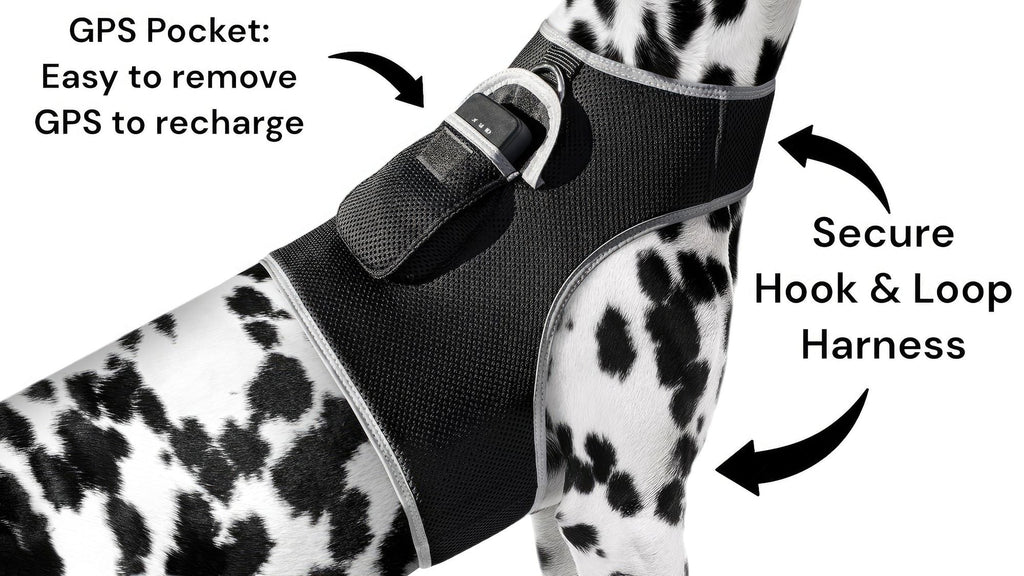 Get Realtime SMS/Live Tracking Data w/ Pet Tracker GPS Dog Collar Tracker Size:M - Dog Time Outlet