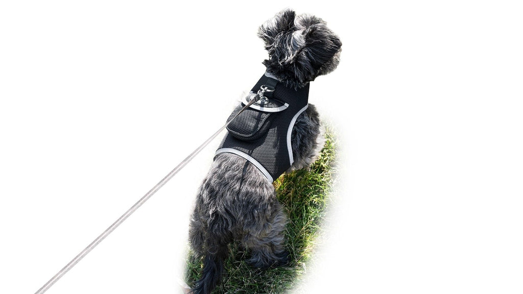Get Realtime SMS/Live Tracking Data w/ Pet Tracker GPS Dog Collar Tracker Size:M - Dog Time Outlet