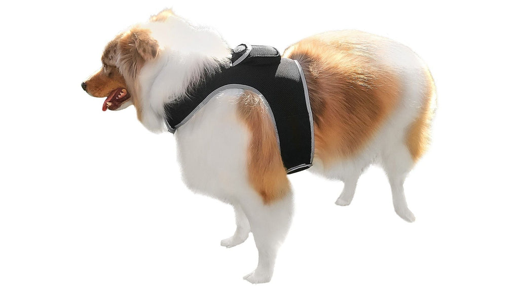 Get Realtime SMS/Live Tracking Data w/ Pet Tracker GPS Dog Collar Tracker Size:M - Dog Time Outlet