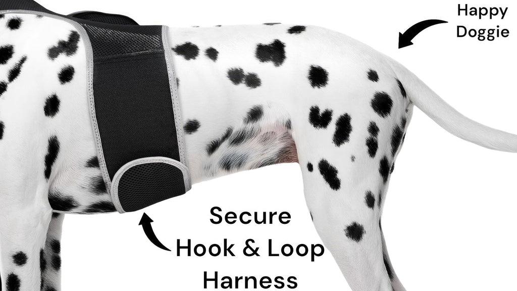 Get Realtime SMS/Live Tracking Data w/ Pet Tracker GPS Dog Collar Tracker Size:M - Dog Time Outlet