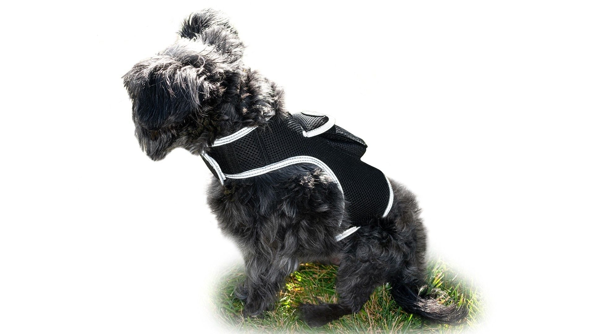 Get Realtime SMS/Live Tracking Data w/ Pet Tracker GPS Dog Collar Tracker Size:M - Dog Time Outlet