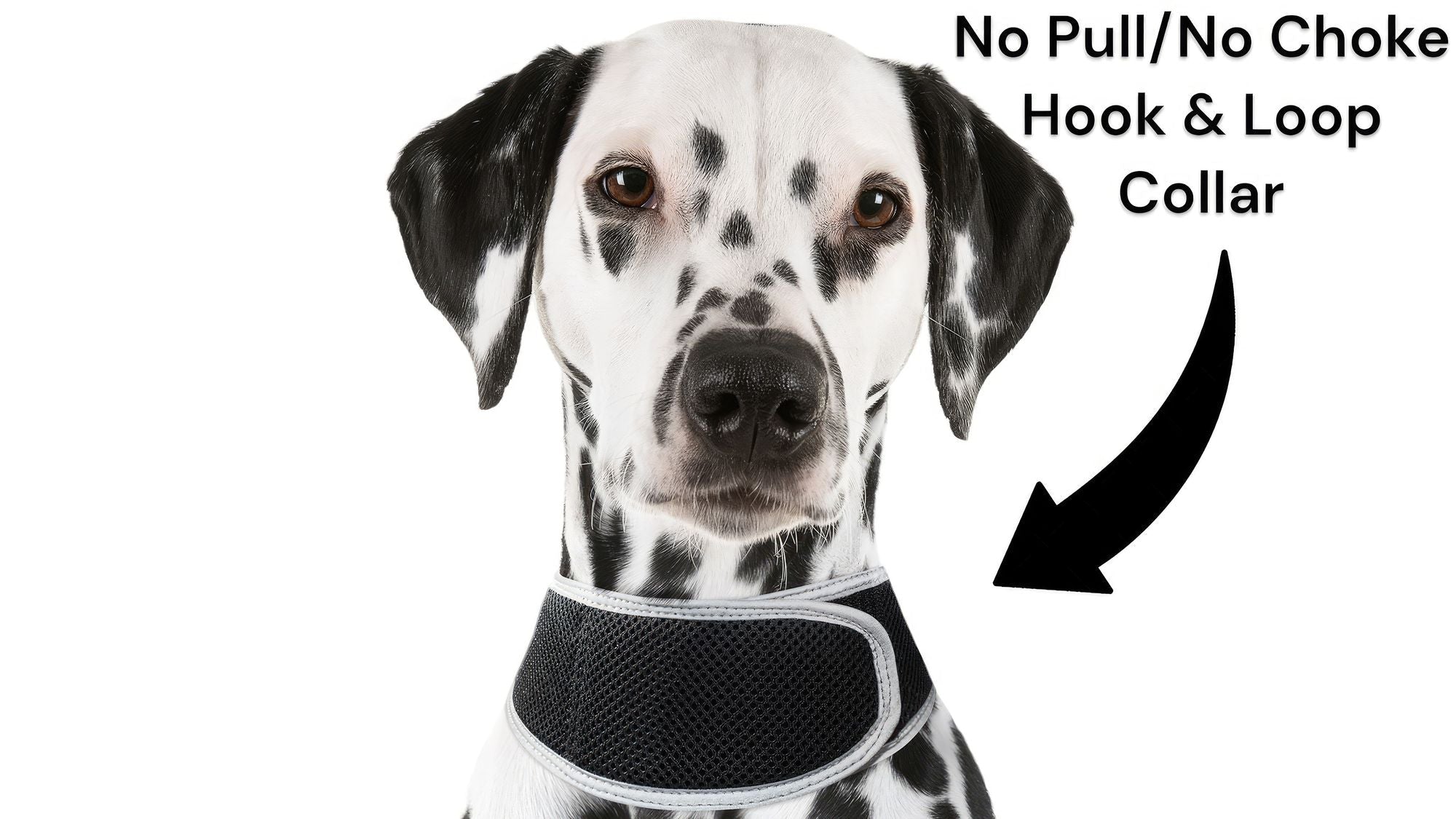 Get Realtime SMS/Live Tracking Data w/ Pet Tracker GPS Dog Collar Tracker Size:M - Dog Time Outlet