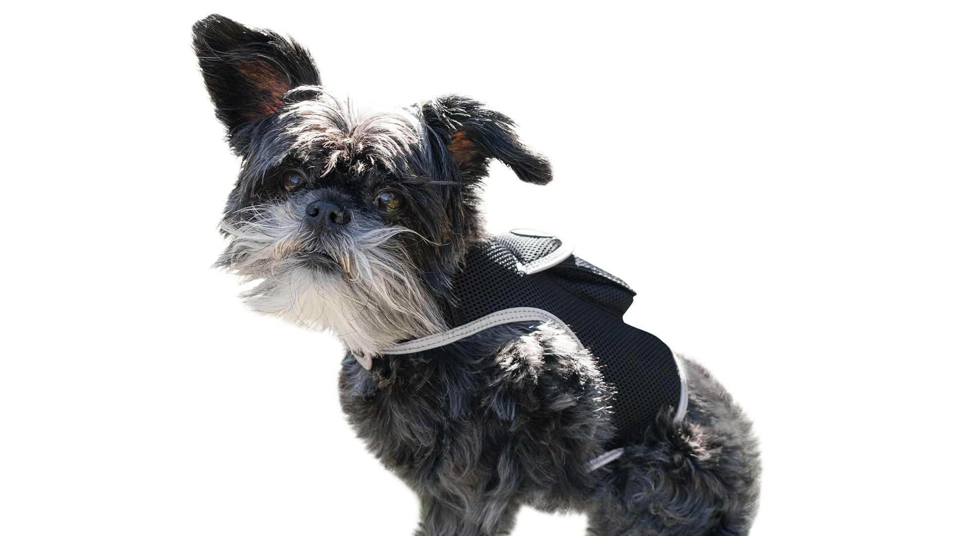 Inexpensive Dog Locator Device Waterproof + Perimeter Fencing Settings Size:XXL - Dog Time Outlet