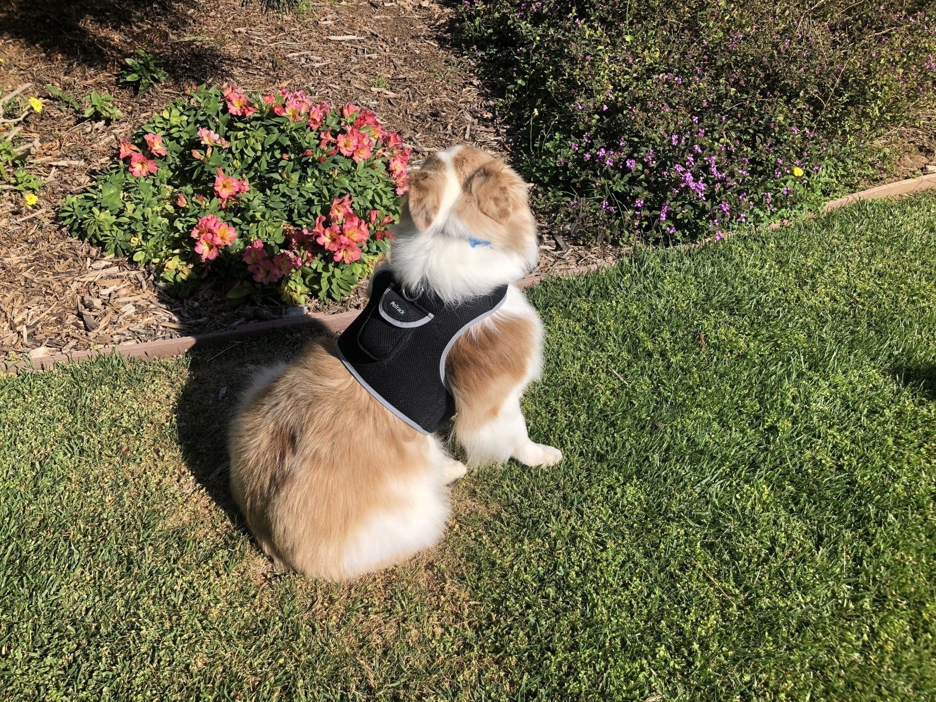 Inexpensive Dog Locator Device Waterproof + Perimeter Fencing Settings Size:XXL - Dog Time Outlet