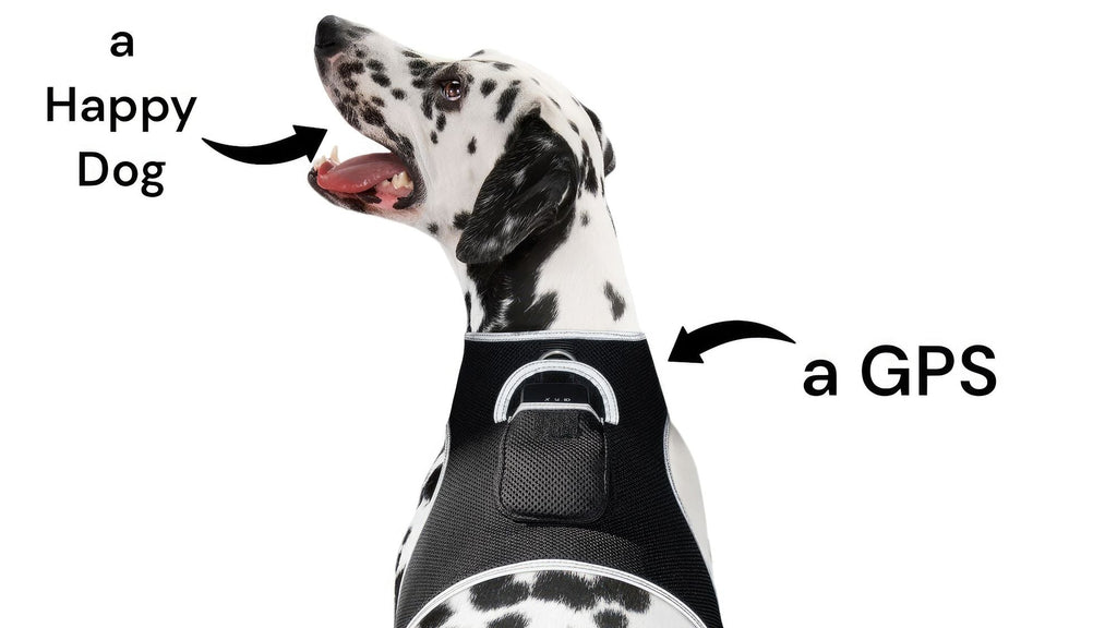 Inexpensive Dog Locator Device Waterproof + Perimeter Fencing Settings Size:XXL - Dog Time Outlet
