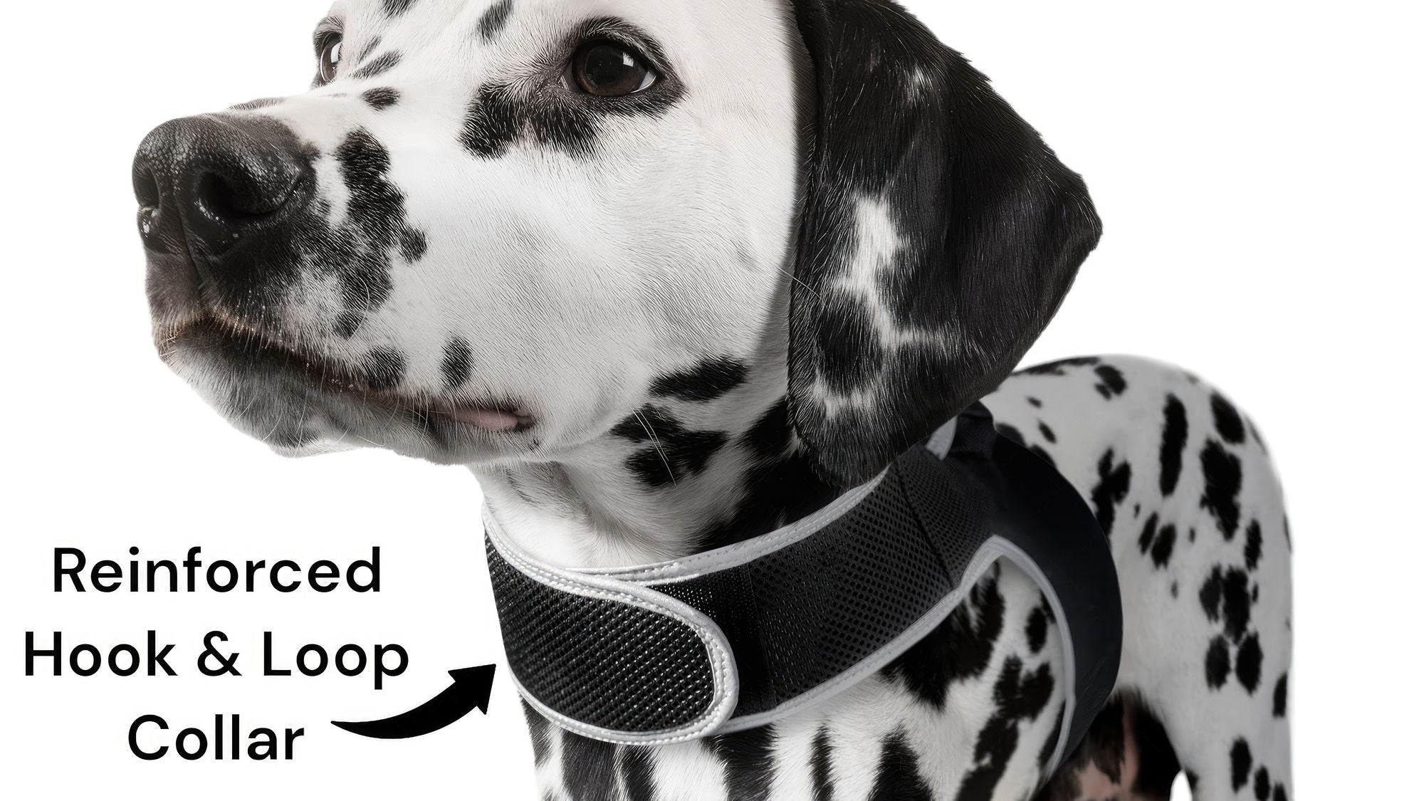 Inexpensive Dog Locator Device Waterproof + Perimeter Fencing Settings Size:XXL - Dog Time Outlet