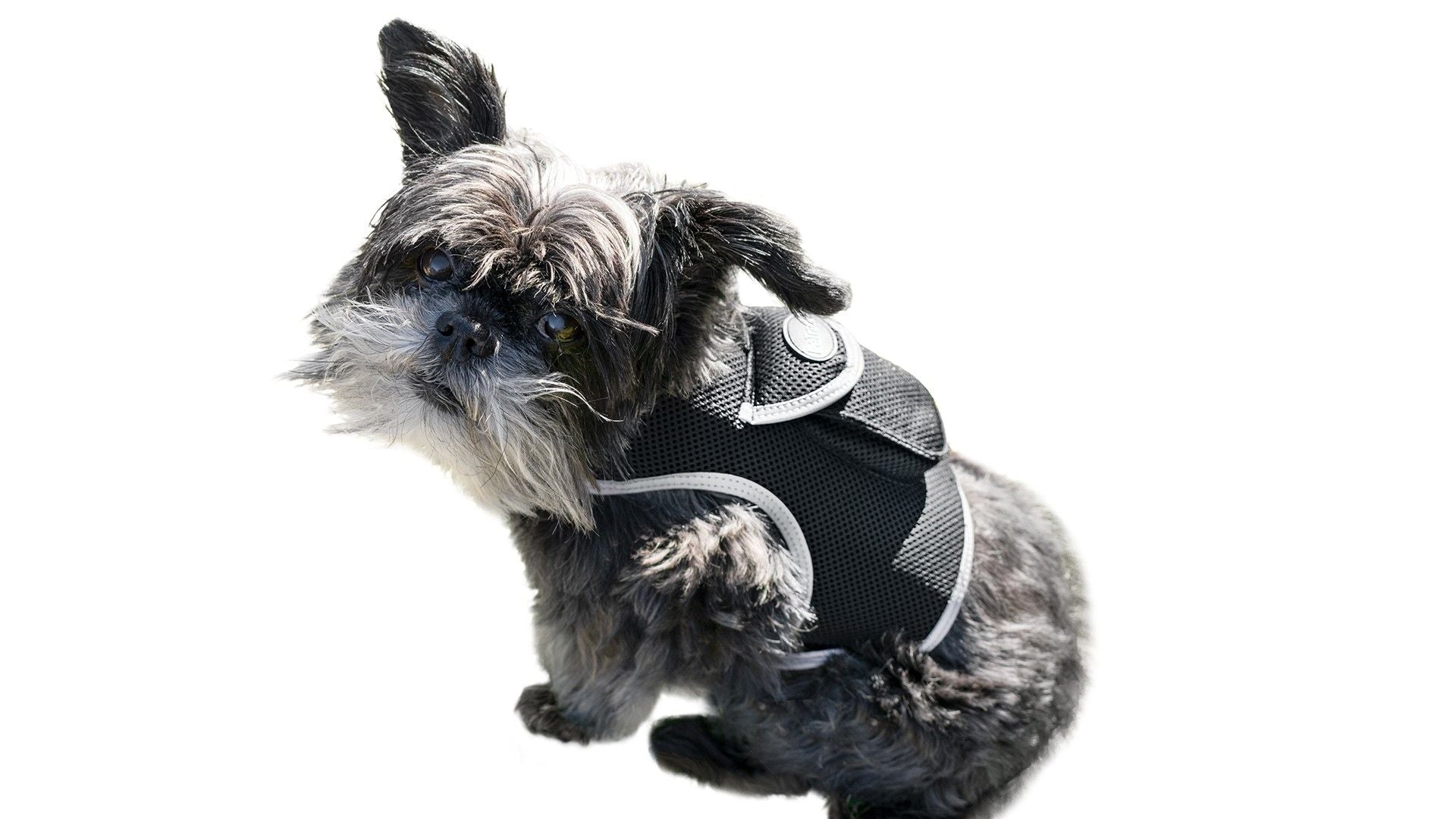 Inexpensive Dog Locator Device Waterproof + Perimeter Fencing Settings Size:XXL - Dog Time Outlet