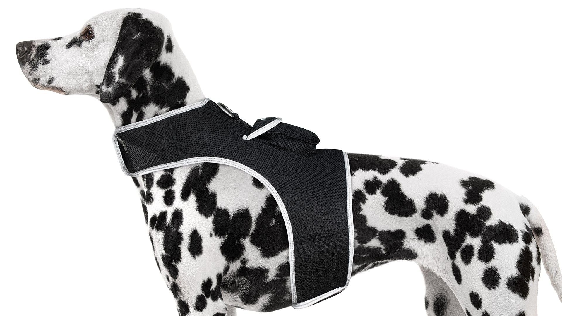 Inexpensive Dog Locator Device Waterproof + Perimeter Fencing Settings Size:XXL - Dog Time Outlet