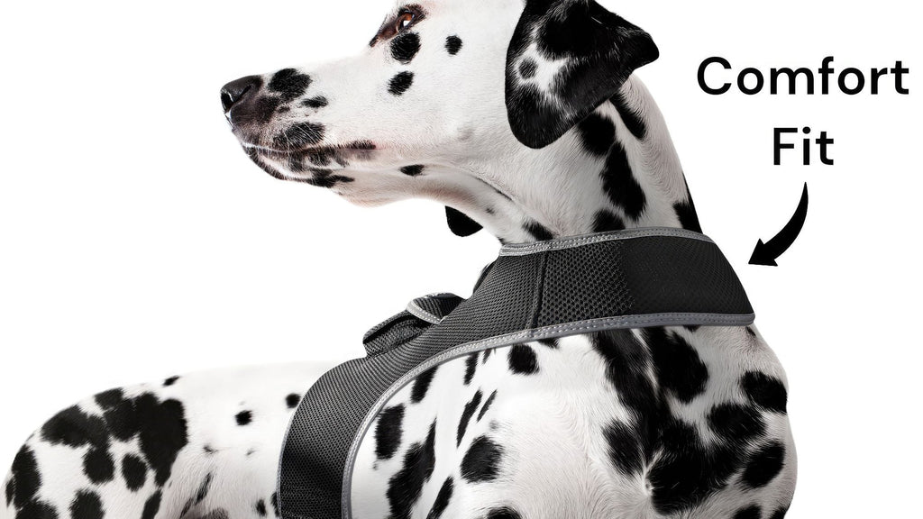 Inexpensive Dog Locator Device Waterproof + Perimeter Fencing Settings Size:XXL - Dog Time Outlet