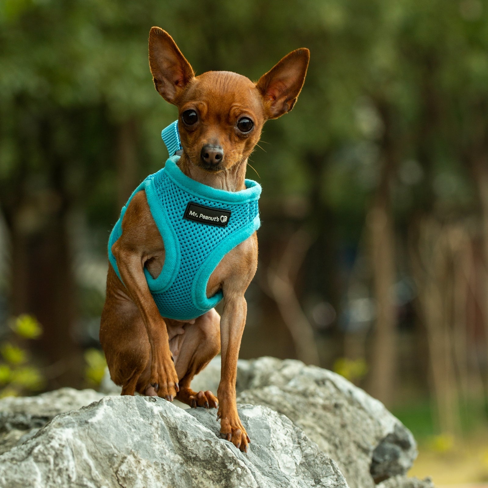 Mr. Peanut's PupTrek Soft Mesh Pet Harness with Matching Leash – Adjustable, Breathable, Choke - Free - Dog Time Outlet