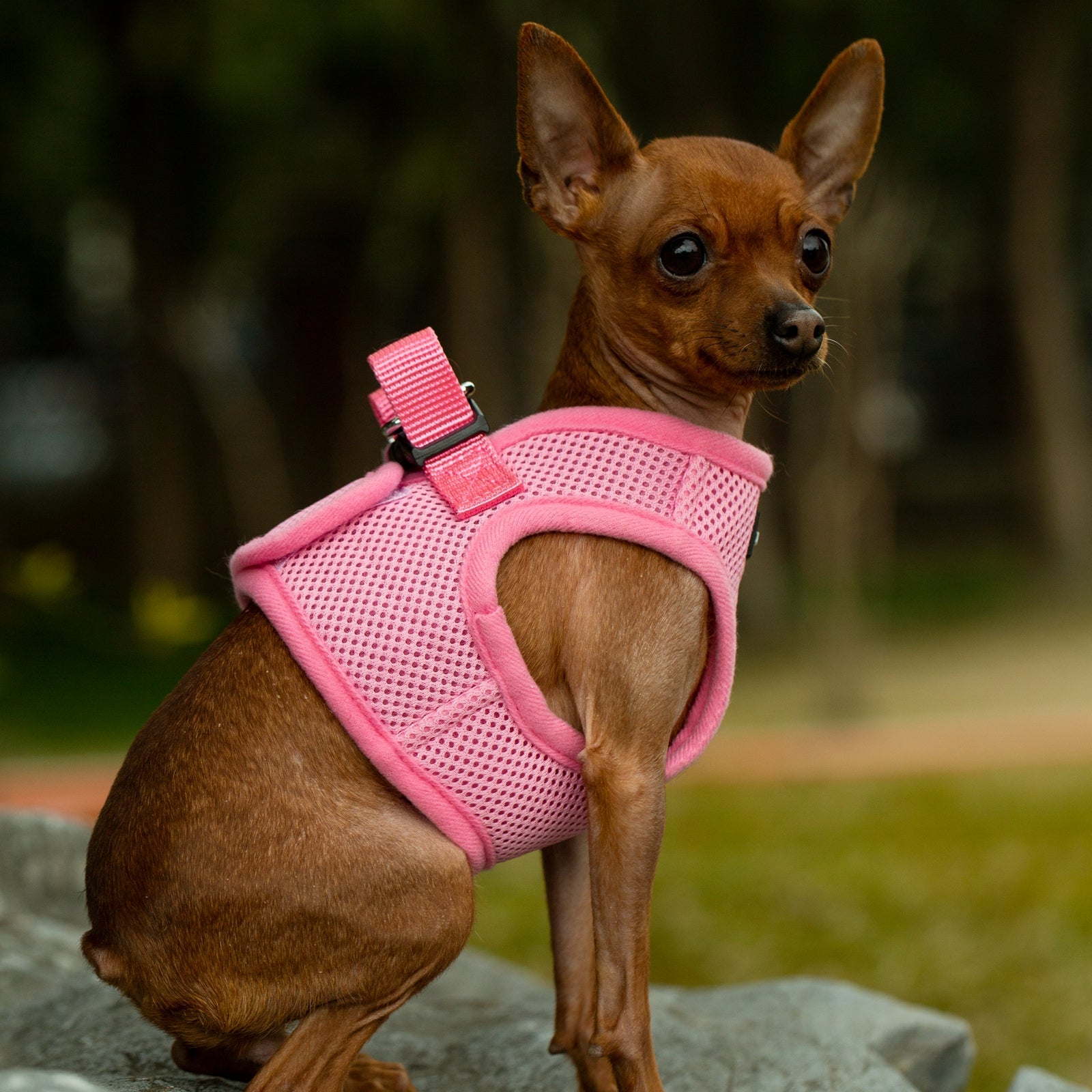 Mr. Peanut's PupTrek Soft Mesh Pet Harness with Matching Leash – Adjustable, Breathable, Choke - Free - Dog Time Outlet