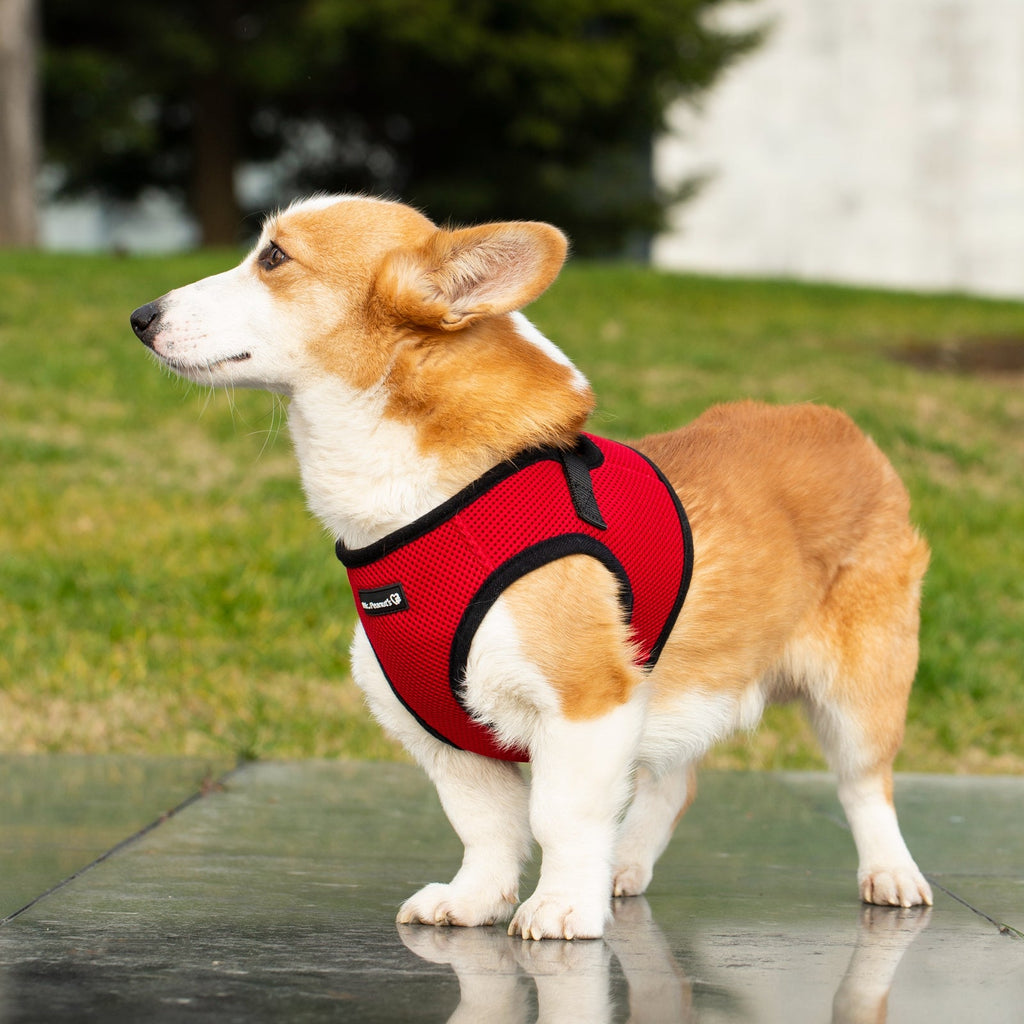 Mr. Peanut's PupTrek Soft Mesh Pet Harness with Matching Leash – Adjustable, Breathable, Choke - Free - Dog Time Outlet