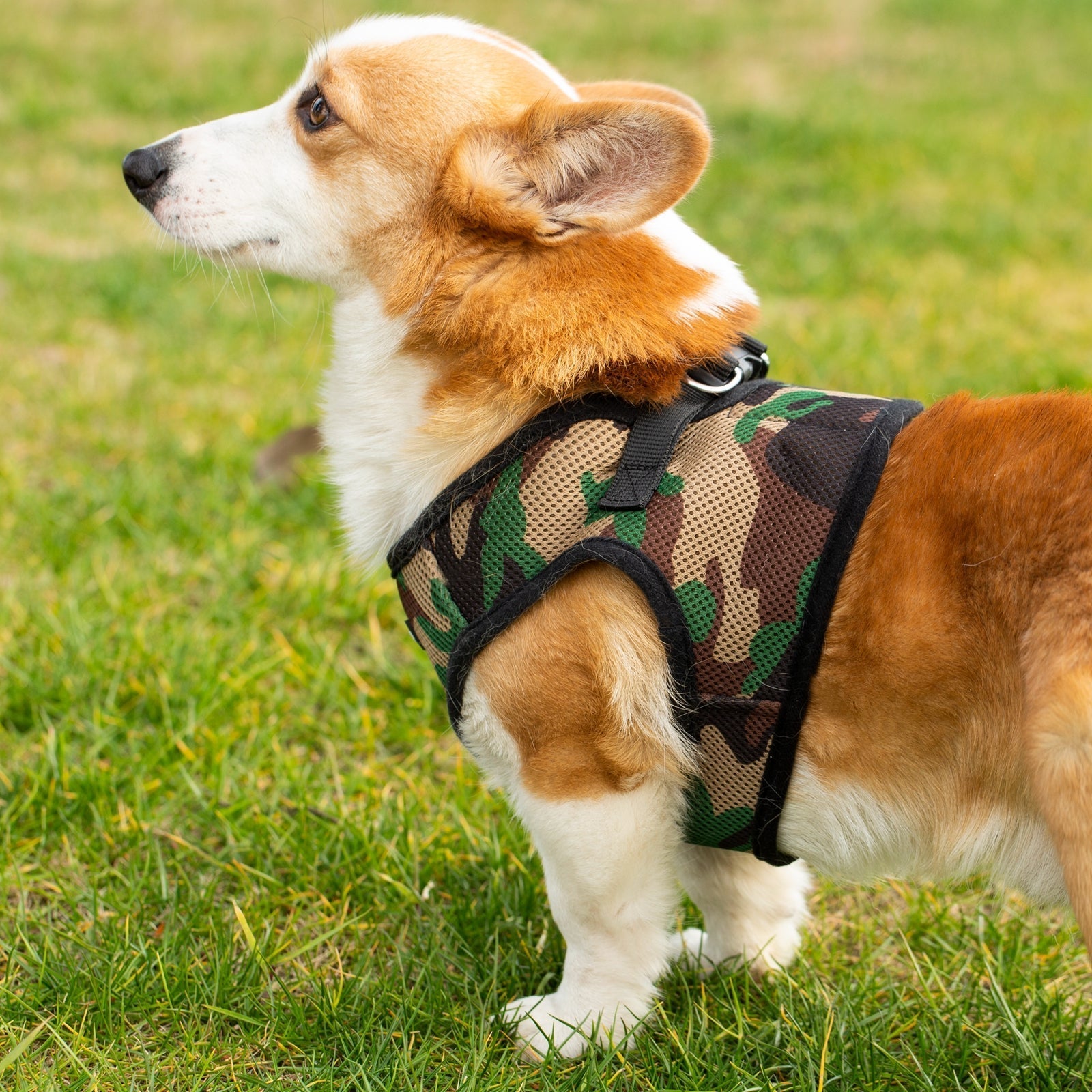 Mr. Peanut's PupTrek Soft Mesh Pet Harness with Matching Leash – Adjustable, Breathable, Choke - Free - Dog Time Outlet
