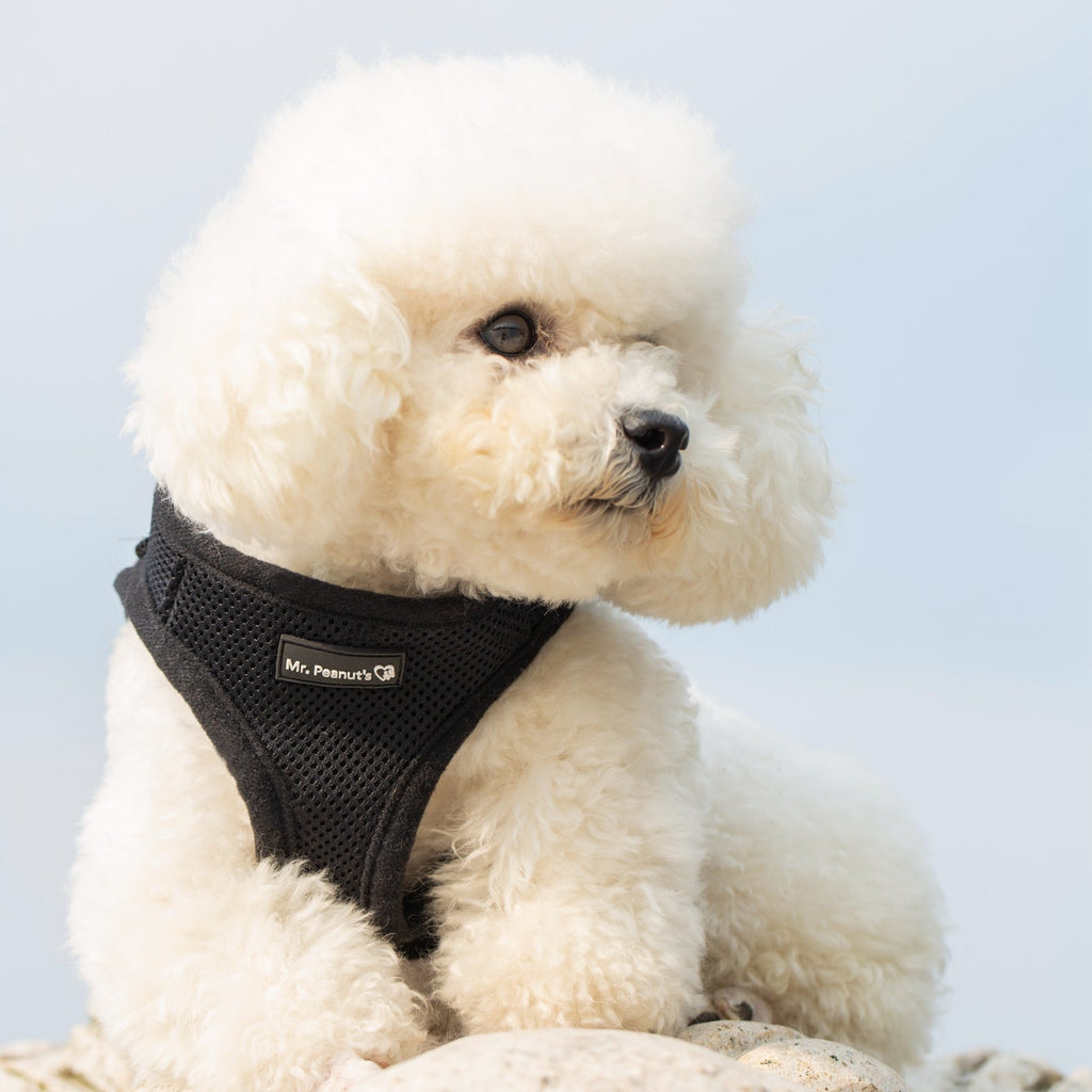Mr. Peanut's PupTrek Soft Mesh Pet Harness with Matching Leash – Adjustable, Breathable, Choke - Free - Dog Time Outlet
