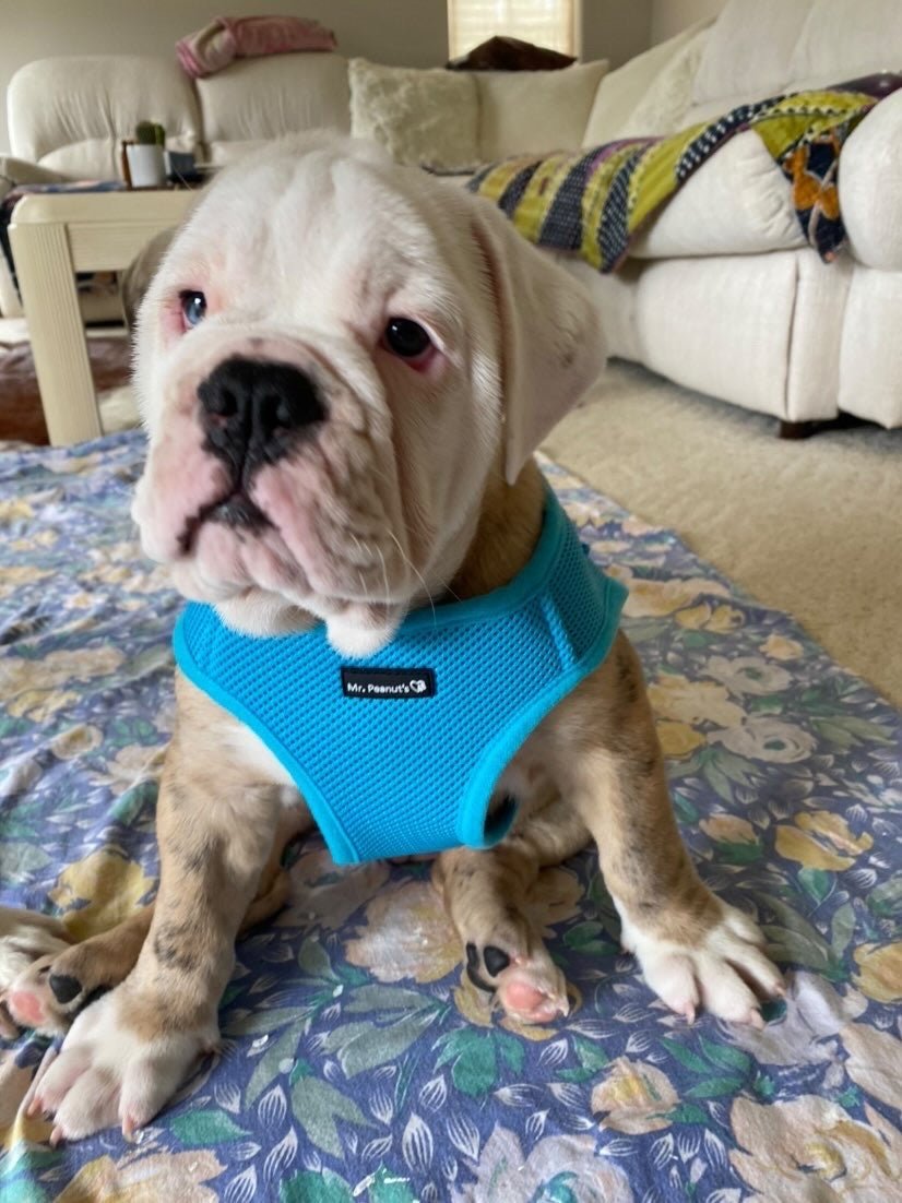Mr. Peanut's PupTrek Soft Mesh Pet Harness with Matching Leash – Adjustable, Breathable, Choke - Free - Dog Time Outlet