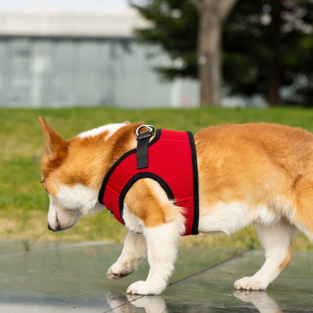 Mr. Peanut's PupTrek Soft Mesh Pet Harness with Matching Leash – Adjustable, Breathable, Choke - Free - Dog Time Outlet