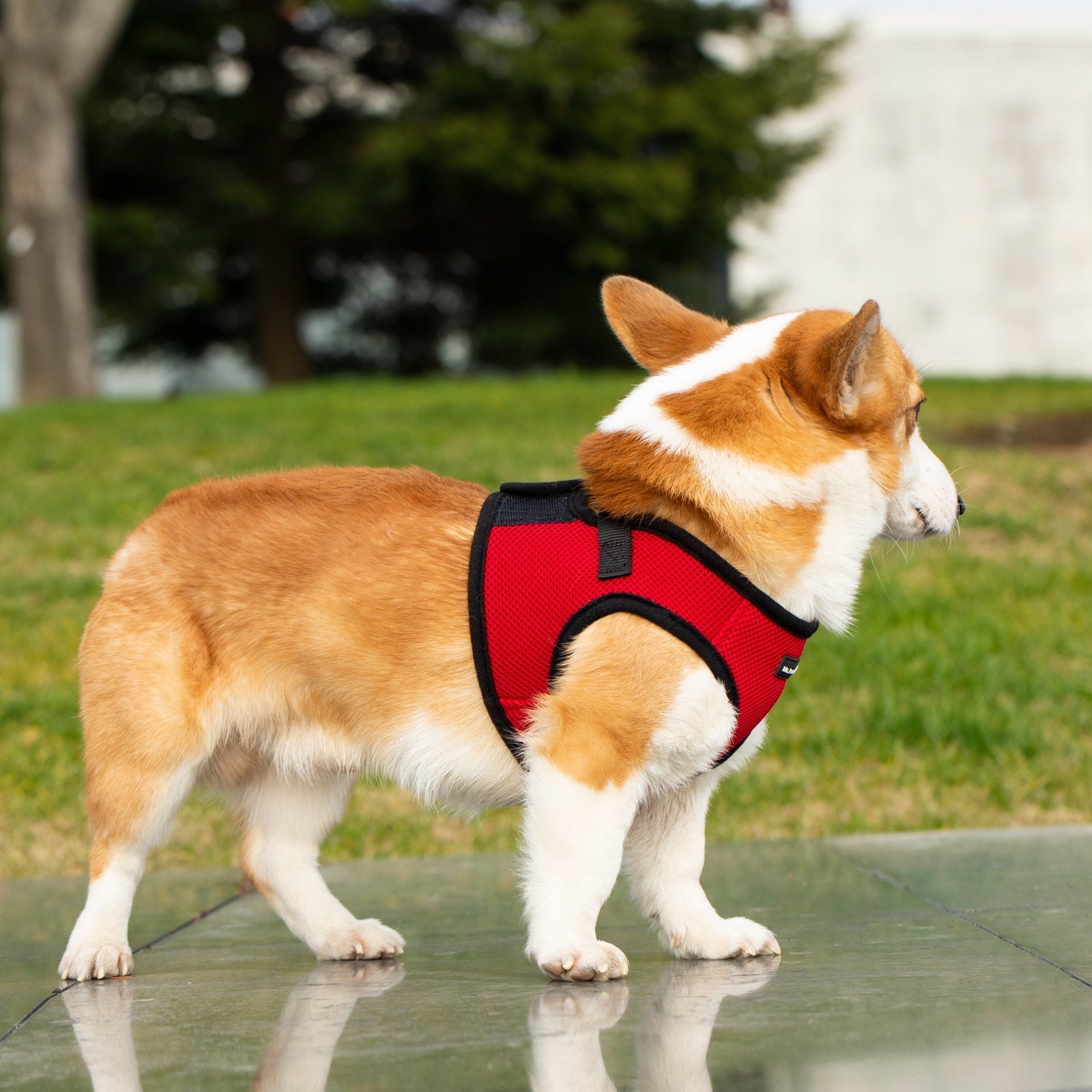 Mr. Peanut's PupTrek Soft Mesh Pet Harness with Matching Leash – Adjustable, Breathable, Choke - Free - Dog Time Outlet