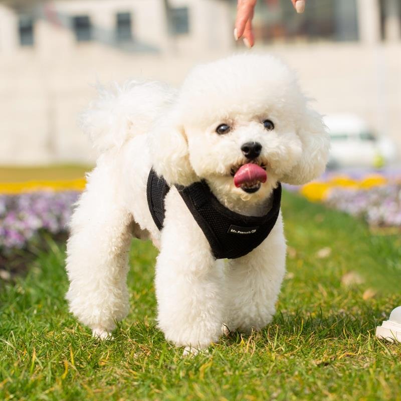 Mr. Peanut's PupTrek Soft Mesh Pet Harness with Matching Leash – Adjustable, Breathable, Choke - Free - Dog Time Outlet