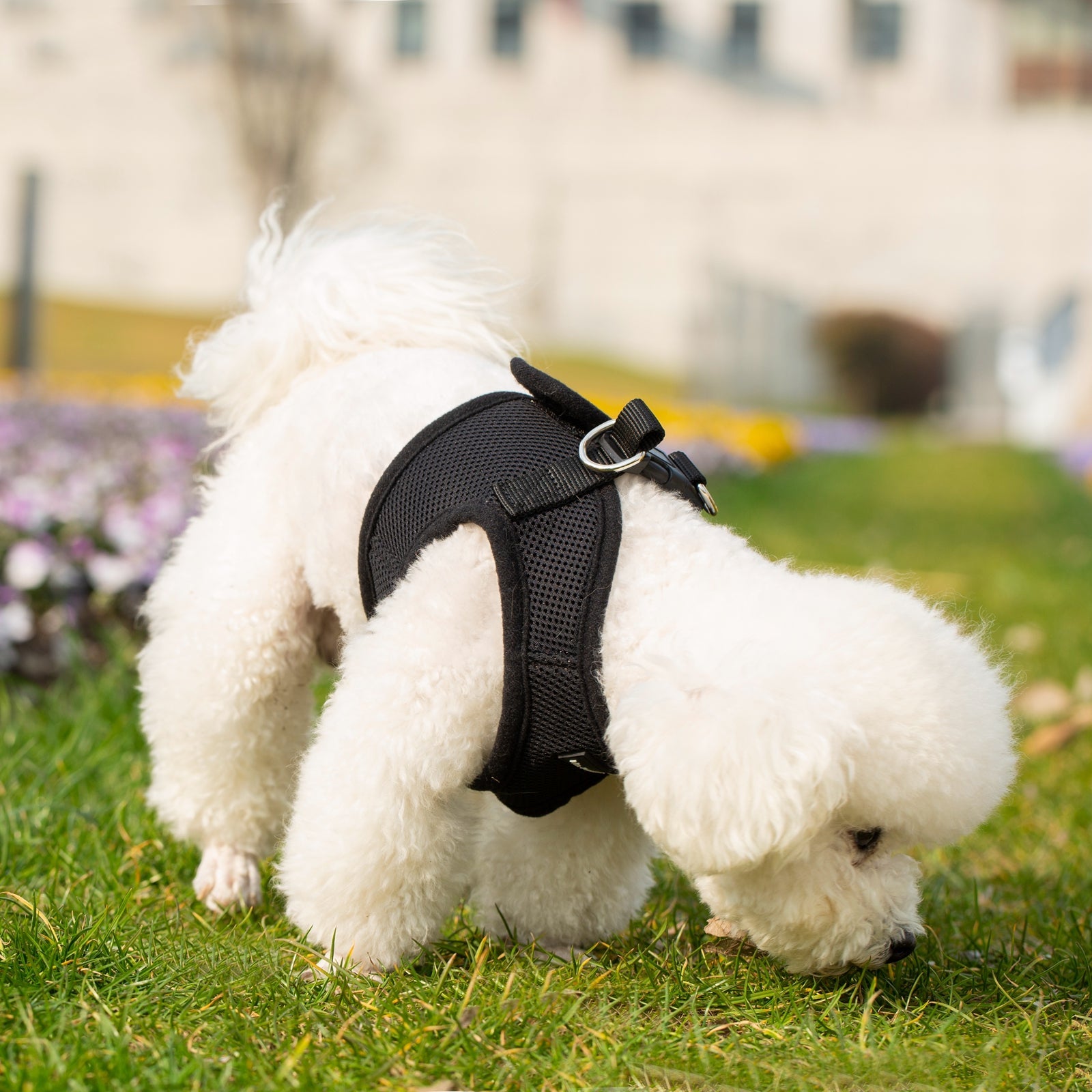 Mr. Peanut's PupTrek Soft Mesh Pet Harness with Matching Leash – Adjustable, Breathable, Choke - Free - Dog Time Outlet