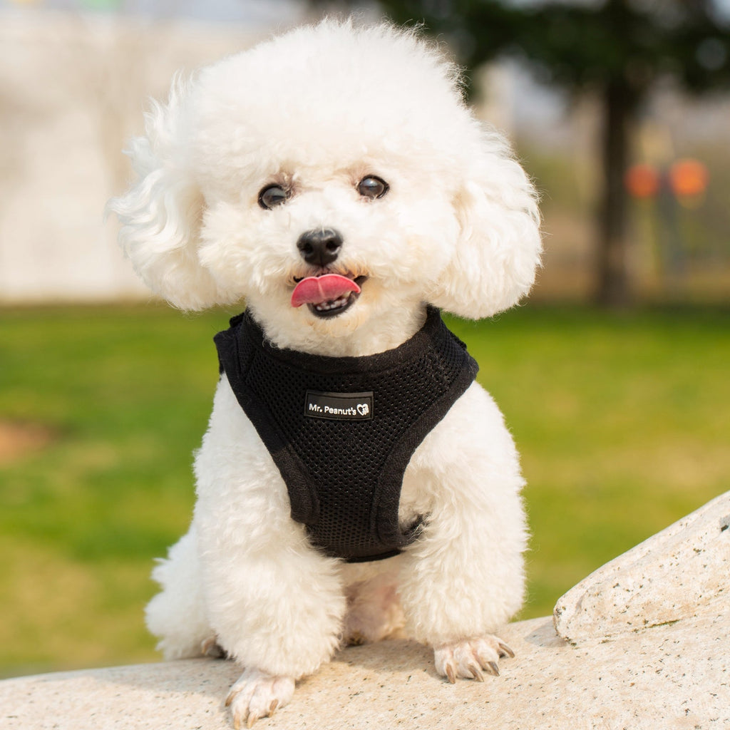 Mr. Peanut's PupTrek Soft Mesh Pet Harness with Matching Leash – Adjustable, Breathable, Choke - Free - Dog Time Outlet