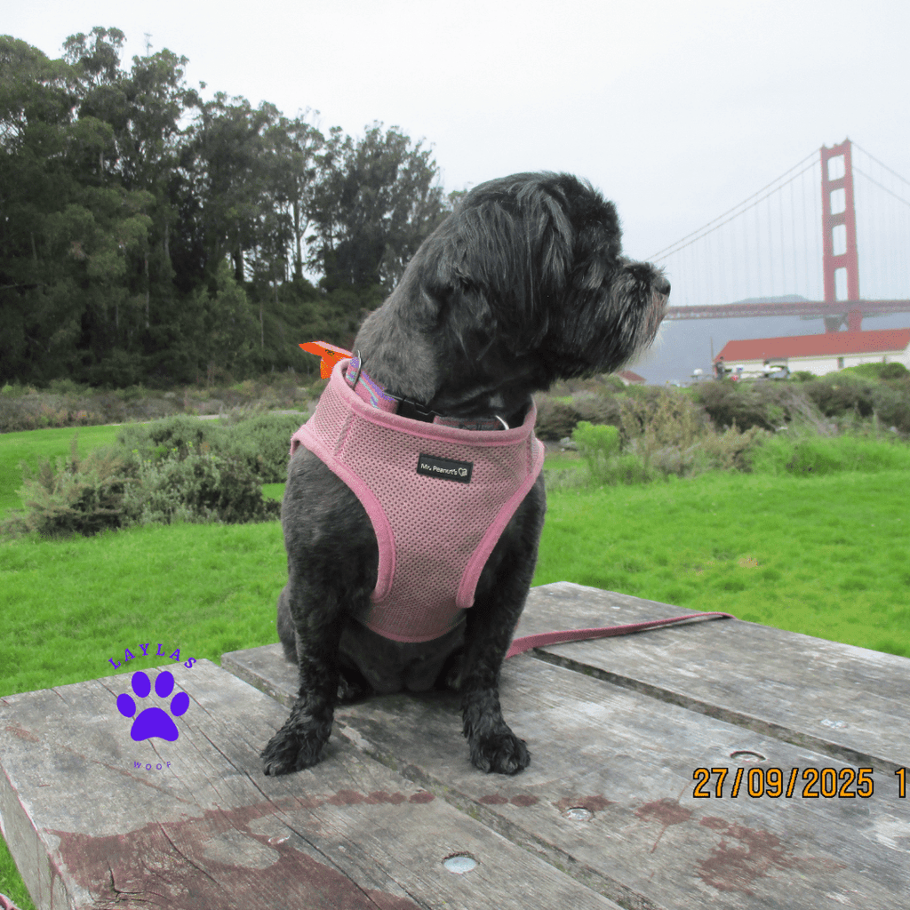 Mr. Peanut's PupTrek Soft Mesh Pet Harness with Matching Leash – Adjustable, Breathable, Choke - Free - Dog Time Outlet