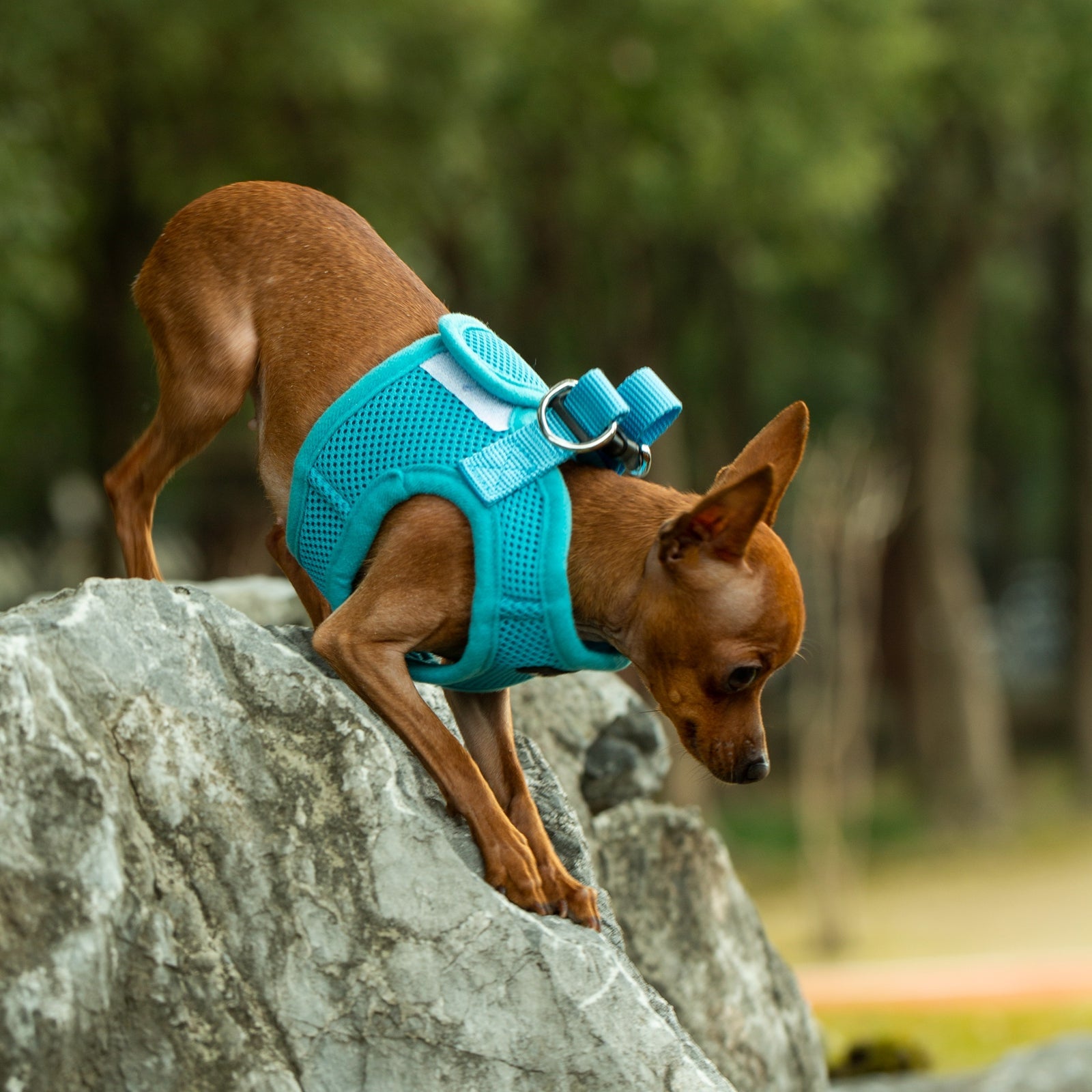 Mr. Peanut's PupTrek Soft Mesh Pet Harness with Matching Leash – Adjustable, Breathable, Choke - Free - Dog Time Outlet