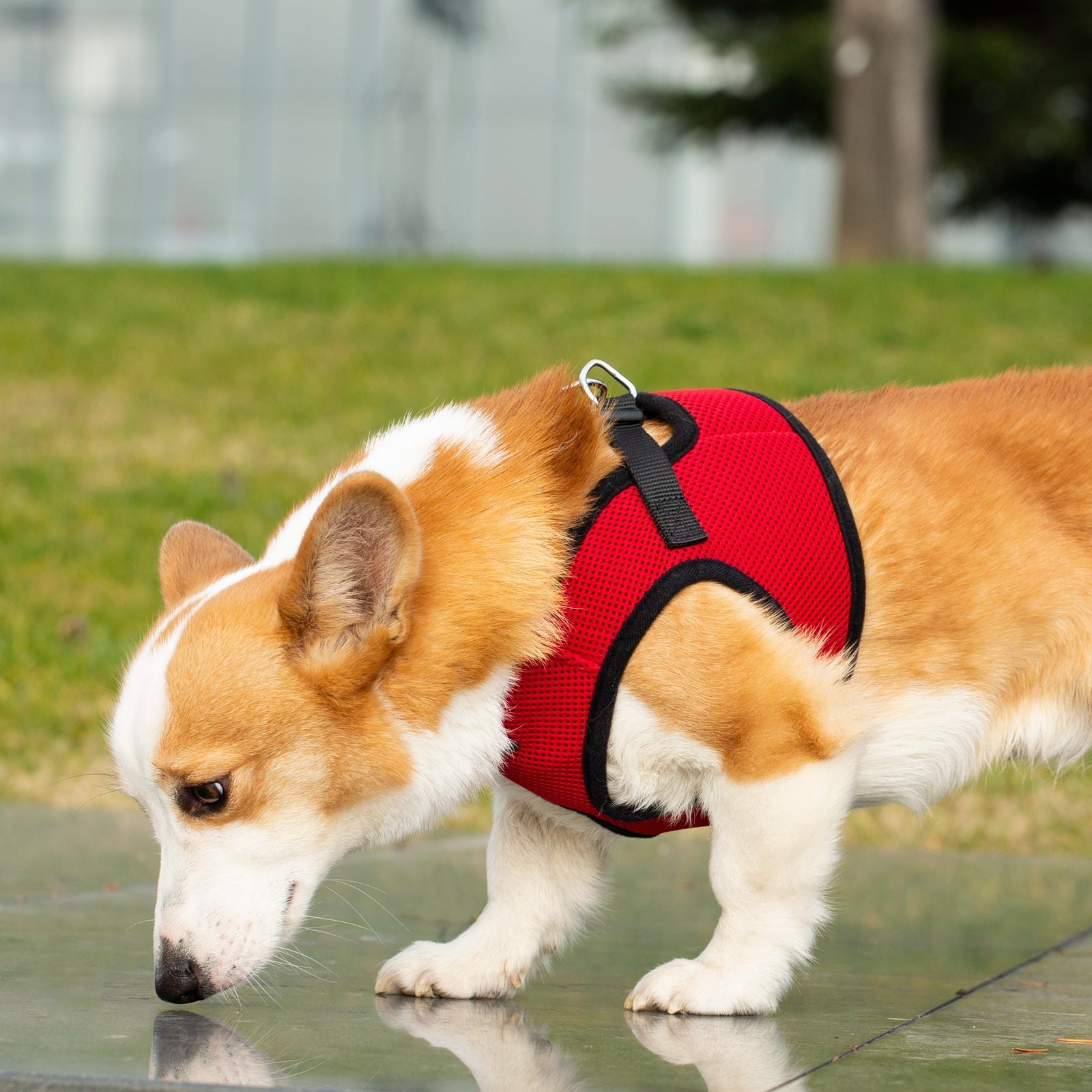 Mr. Peanut's PupTrek Soft Mesh Pet Harness with Matching Leash – Adjustable, Breathable, Choke - Free - Dog Time Outlet