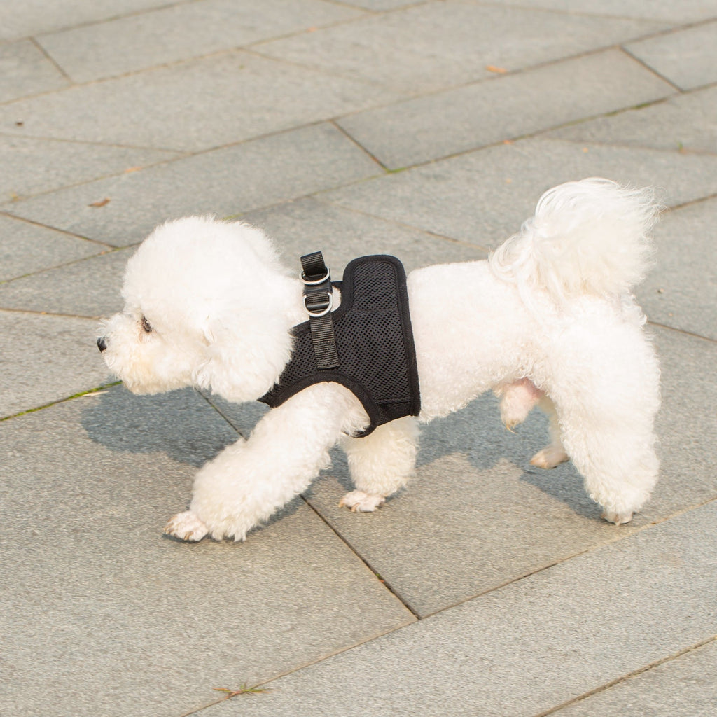 Mr. Peanut's PupTrek Soft Mesh Pet Harness with Matching Leash – Adjustable, Breathable, Choke - Free - Dog Time Outlet