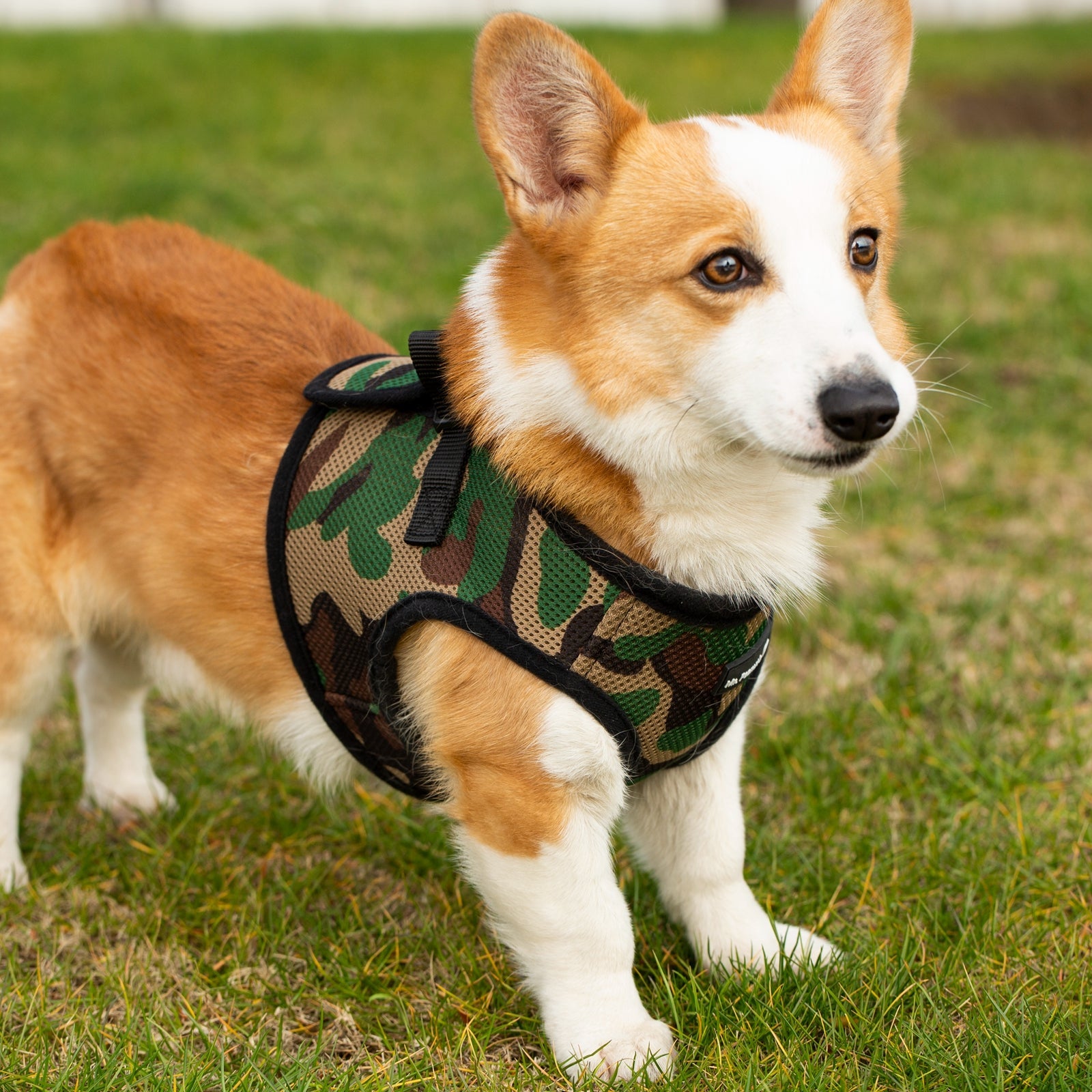 Mr. Peanut's PupTrek Soft Mesh Pet Harness with Matching Leash – Adjustable, Breathable, Choke - Free - Dog Time Outlet