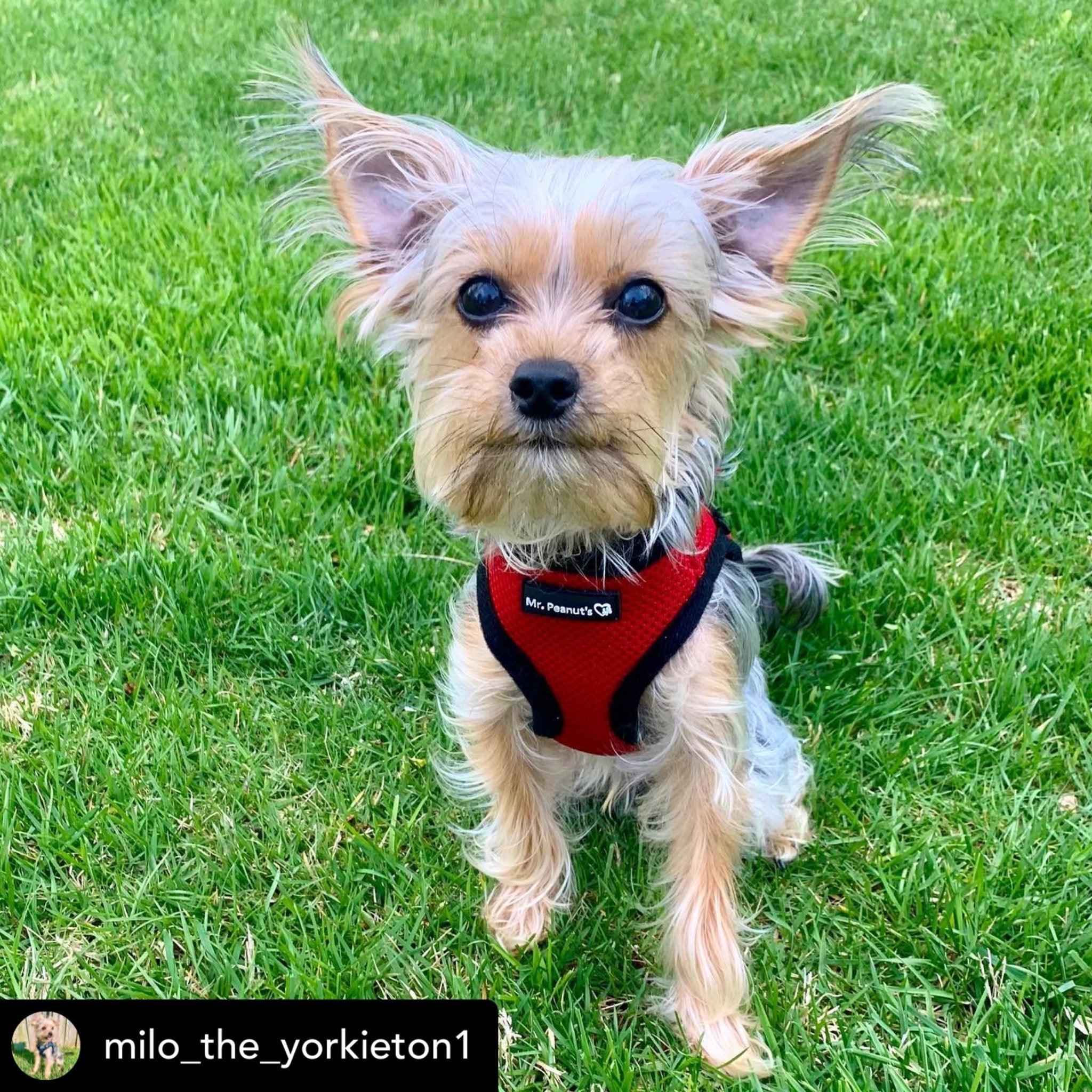 Mr. Peanut's PupTrek Soft Mesh Pet Harness with Matching Leash – Adjustable, Breathable, Choke - Free - Dog Time Outlet