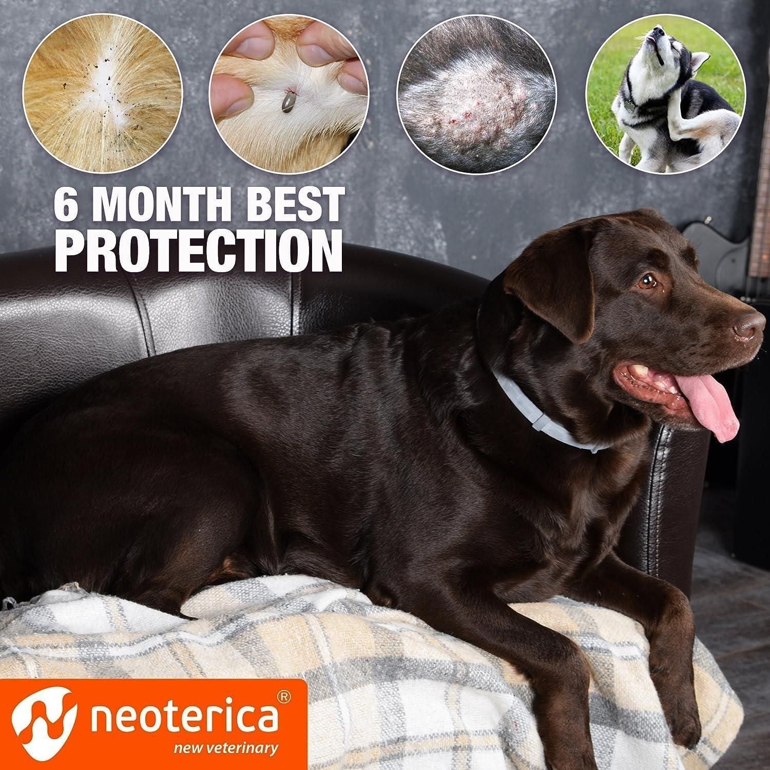 Natural Flea Tick Collar for Dogs 6 Months Control of Best Prevention Safe Treatment Anti Fleas and Ticks Essential Oil Repellent 1 Pack 2 Count - Dog Time Outlet