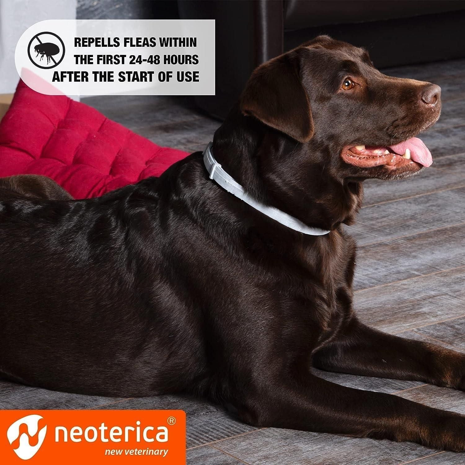Natural Flea Tick Collar for Dogs 6 Months Control of Best Prevention Safe Treatment Anti Fleas and Ticks Essential Oil Repellent 1 Pack 2 Count - Dog Time Outlet