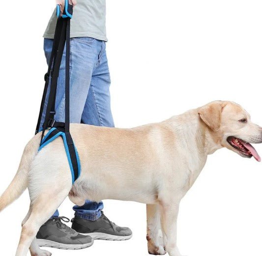Pet Leg Support - Dog Time Outlet