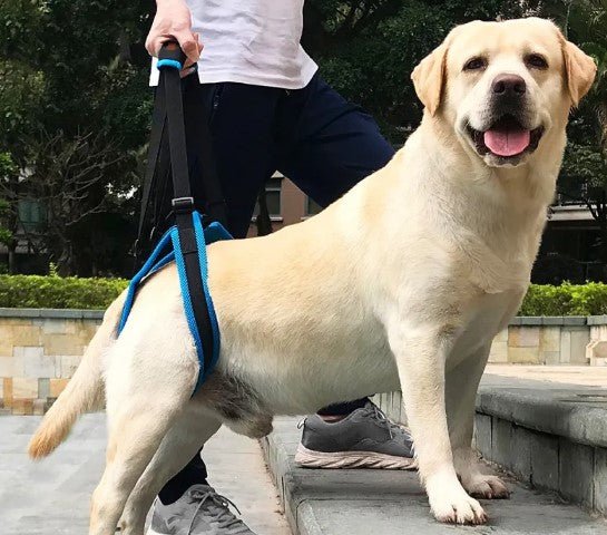 Pet Leg Support - Dog Time Outlet