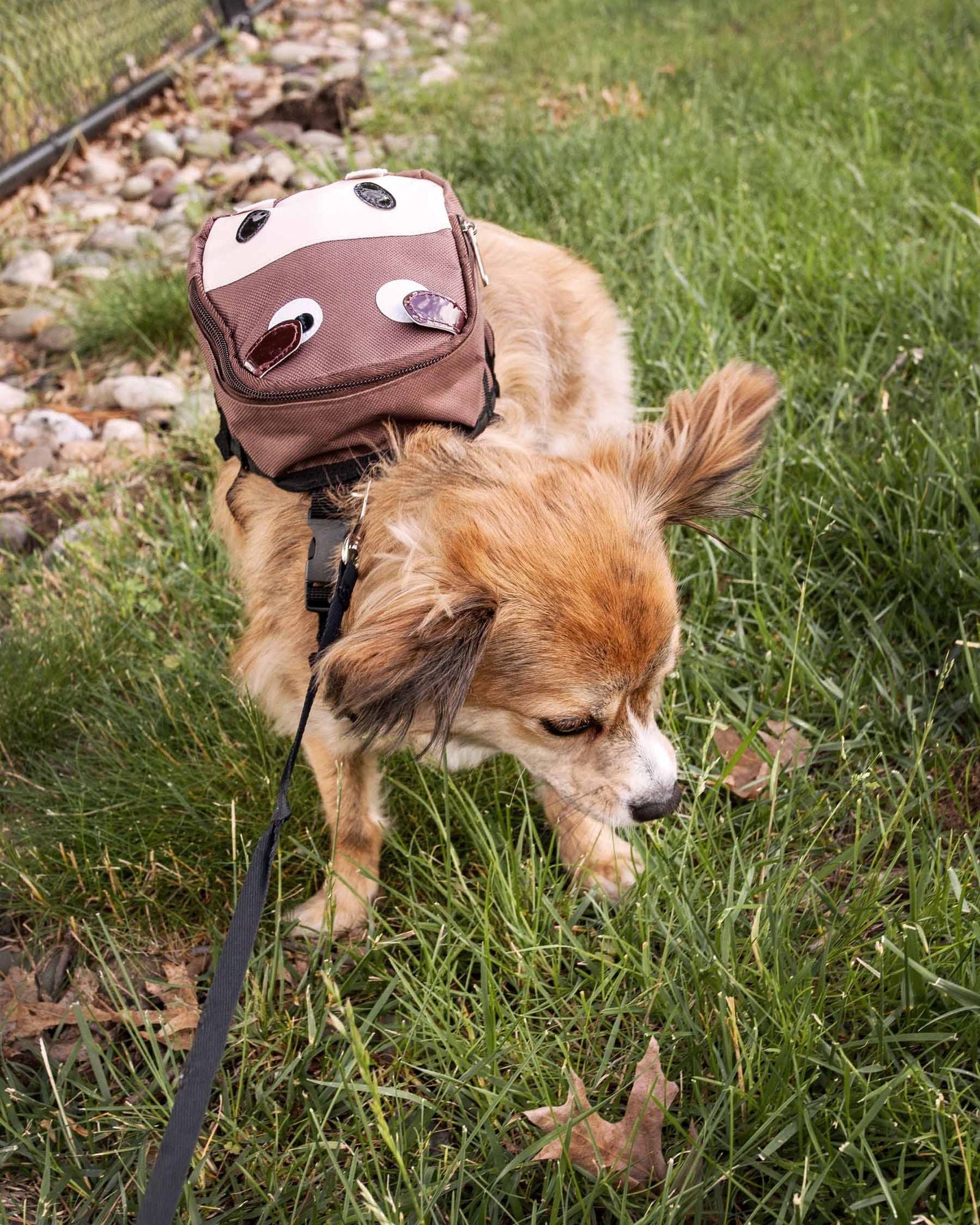 Pet Life 'Mooltese' Large - Pocketed Compartmental Animated Dog Harness Backpack - Dog Time Outlet