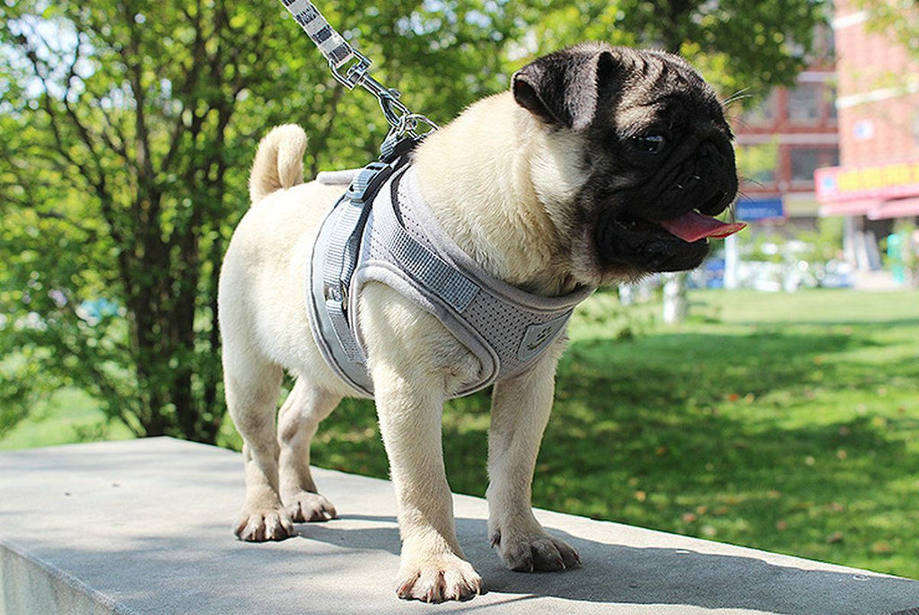 Pet Universal Harness with Leash Set Escape Proof Dog and Cat Harnesses Adjustable Reflective Soft Mesh Corduroy - Dog Time Outlet