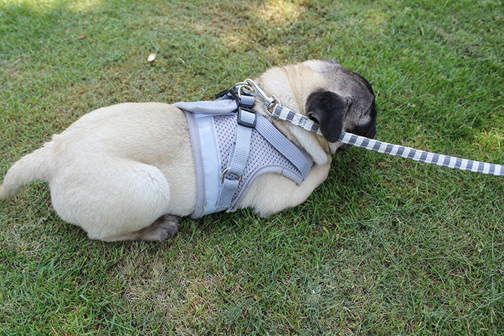 Pet Universal Harness with Leash Set Escape Proof Dog and Cat Harnesses Adjustable Reflective Soft Mesh Corduroy - Dog Time Outlet